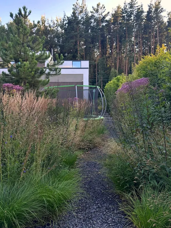 Contemporary landscape among mature pines