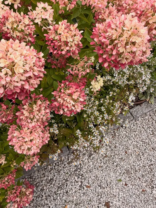 Colorful perennial garden beside a home